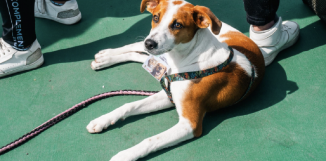 Operativo en Tunjuelito suspende veterinaria y aplica comparendo por incumplimientos